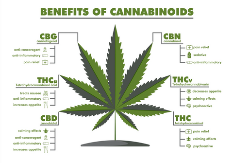 What is CBD & THC